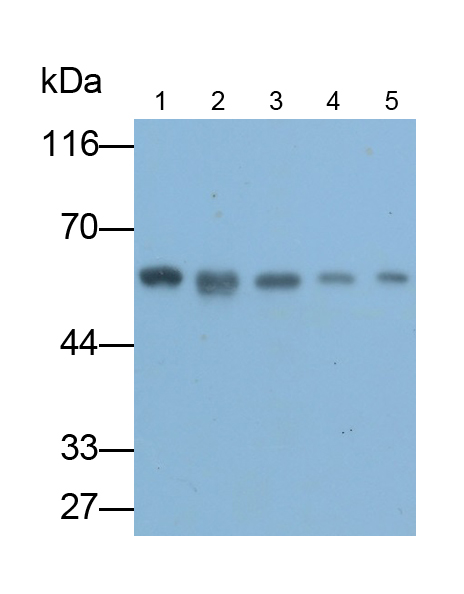 Monoclonal Antibody to FK506 Binding Protein 8 (FKBP8)