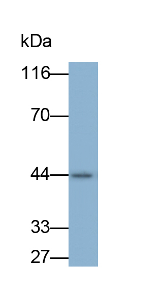 Monoclonal Antibody to Inhibitory Subunit Of NF Kappa B Epsilon (IkBe)