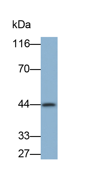 Monoclonal Antibody to Inhibitory Subunit Of NF Kappa B Epsilon (IkBe)