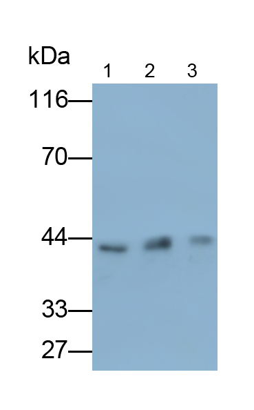 Monoclonal Antibody to Inhibitory Subunit Of NF Kappa B Epsilon (IkBe)