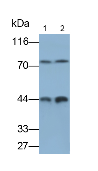 Monoclonal Antibody to Inhibitory Subunit Of NF Kappa B Epsilon (IkBe)