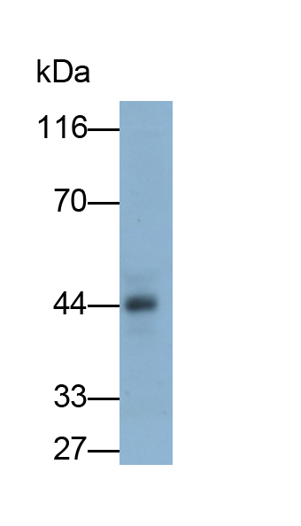 Monoclonal Antibody to Inhibitory Subunit Of NF Kappa B Epsilon (IkBe)