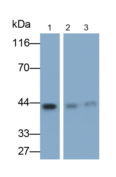 Monoclonal Antibody to Inhibitory Subunit Of NF Kappa B Epsilon (IkBe)