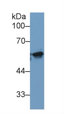 Monoclonal Antibody to Karyopherin Alpha 2 (KPNa2)