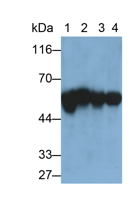Monoclonal Antibody to Karyopherin Alpha 2 (KPNa2)