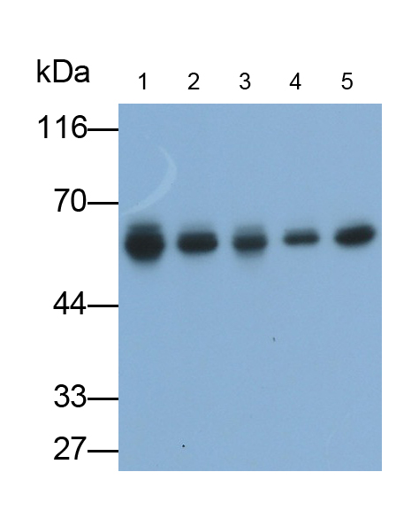 Monoclonal Antibody to Karyopherin Alpha 2 (KPNa2)