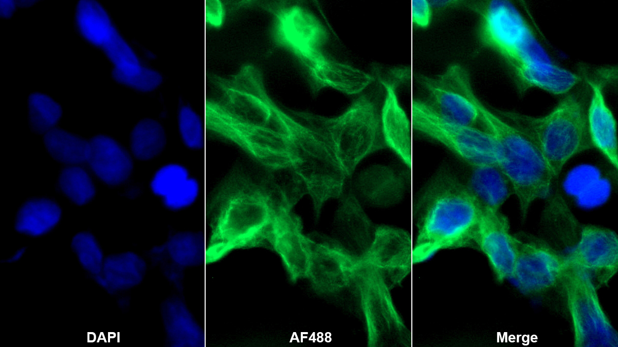 Monoclonal Antibody to Karyopherin Alpha 2 (KPNa2)