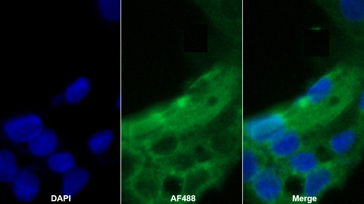 Monoclonal Antibody to Karyopherin Alpha 2 (KPNa2)