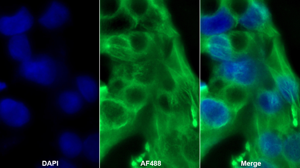 Monoclonal Antibody to Karyopherin Alpha 2 (KPNa2)
