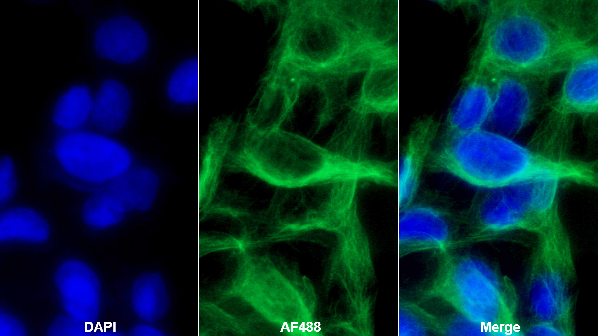 Monoclonal Antibody to Karyopherin Alpha 2 (KPNa2)