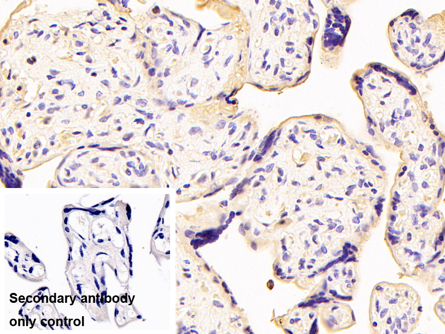 Monoclonal Antibody to Annexin A4 (ANXA4)