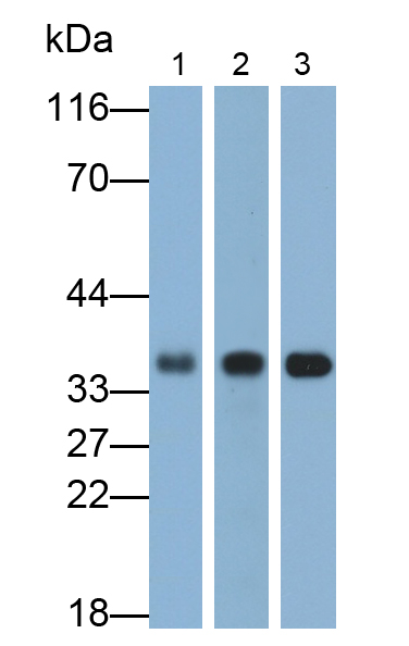 Monoclonal Antibody to Annexin A3 (ANXA3)