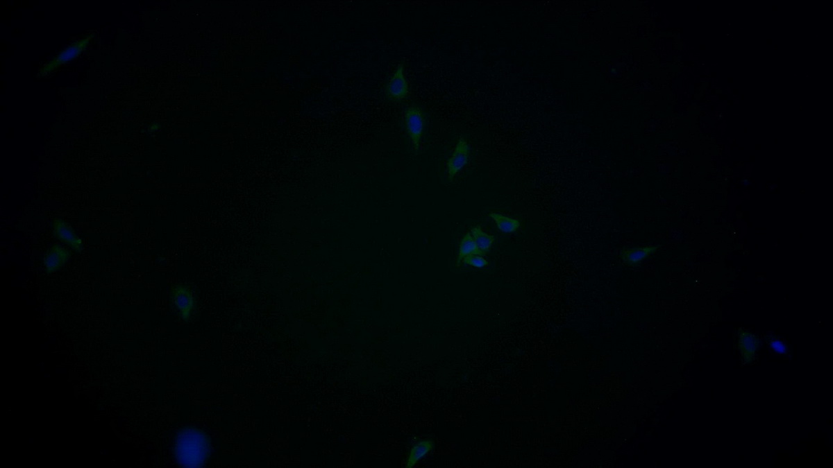 Monoclonal Antibody to Annexin A3 (ANXA3)