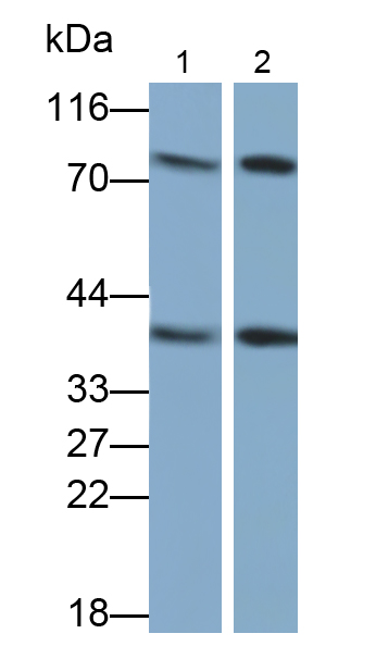 Monoclonal Antibody to Annexin A1 (ANXA1)