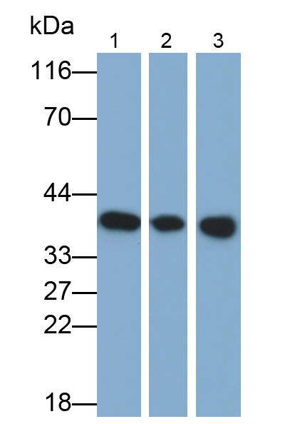Monoclonal Antibody to Annexin A1 (ANXA1)