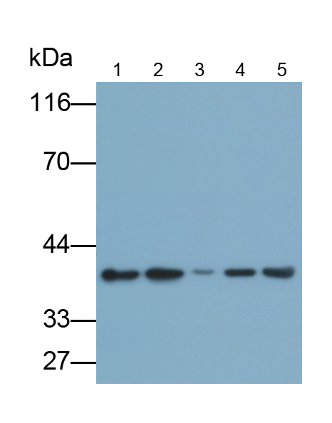 Monoclonal Antibody to Annexin A1 (ANXA1)
