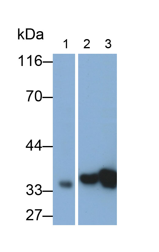 Monoclonal Antibody to Annexin A1 (ANXA1)