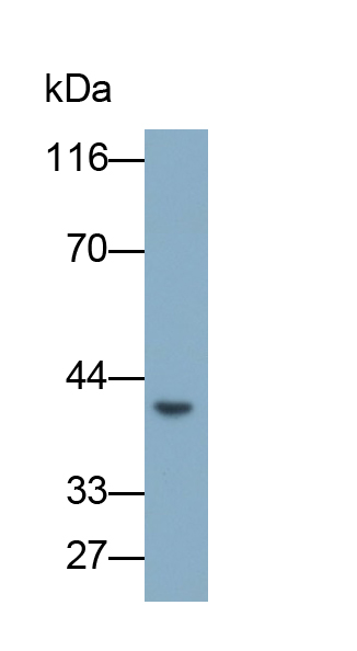 Monoclonal Antibody to Sirtuin 6 (SIRT6)