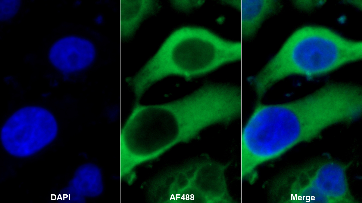 Monoclonal Antibody to Eukaryotic Translation Initiation Factor 3F (EIF3F)