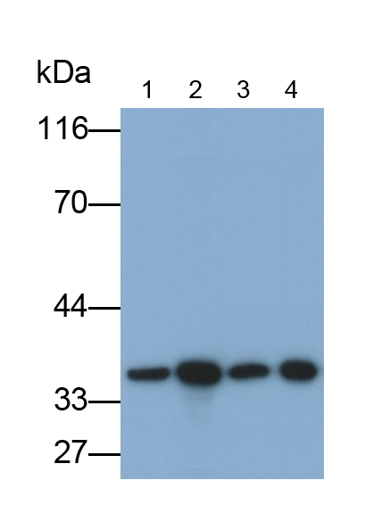 Monoclonal Antibody to Serine/Arginine Rich Splicing Factor 2 (SRSF2)