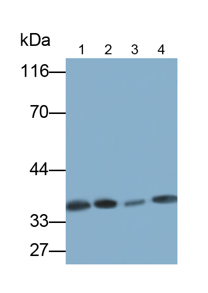 Monoclonal Antibody to Serine/Arginine Rich Splicing Factor 2 (SRSF2)