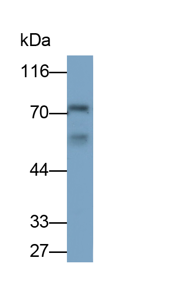 Monoclonal Antibody to C-Terminal Binding Protein 2 (CTBP2)