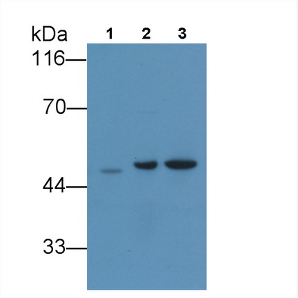 Monoclonal Antibody to Phosphatase And Tensin Homolog (PTEN)