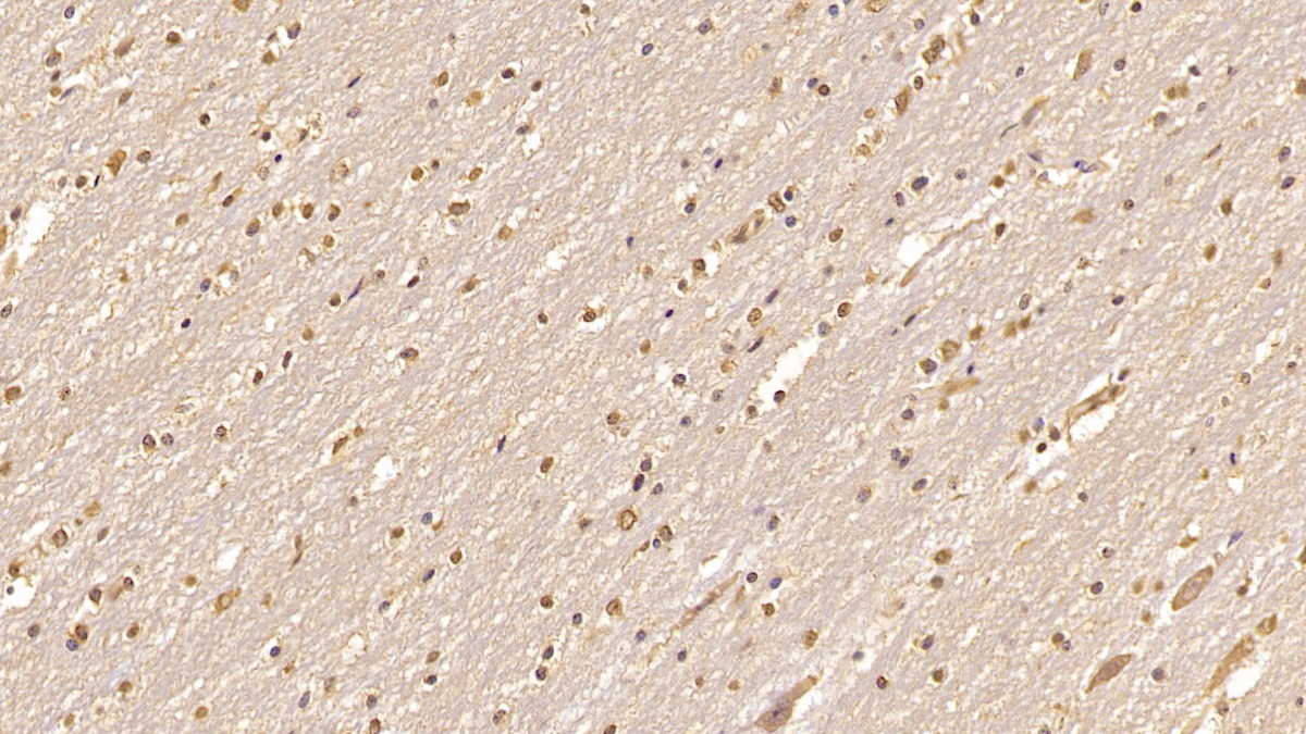 Monoclonal Antibody to Cerebral Dopamine Neurotrophic Factor (CDNF)