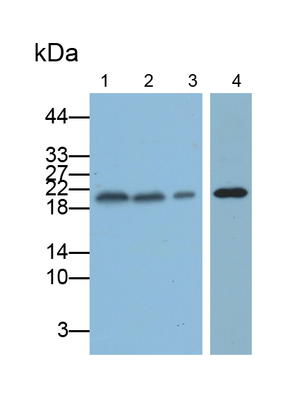 Monoclonal Antibody to Tumor Protein, Translationally Controlled 1 (TPT1)