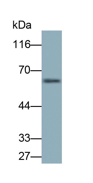 Monoclonal Antibody to Sulfite Oxidase (SUOX)