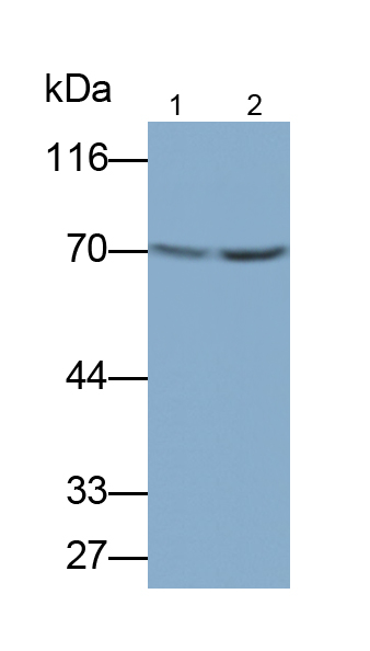 Monoclonal Antibody to p21 Protein Activated Kinase 1 (PAK1)