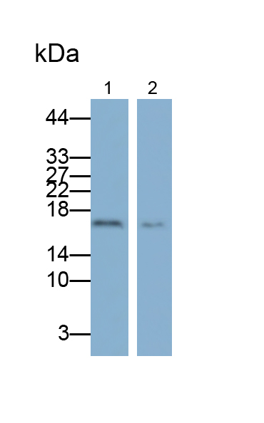 Monoclonal Antibody to Ninjurin 1 (NINJ1)