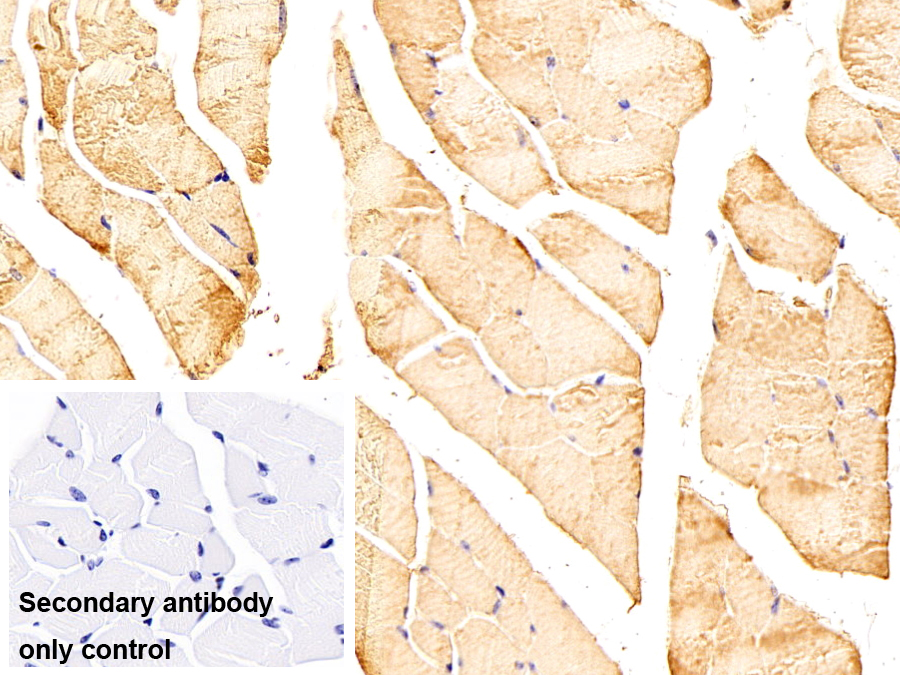 Monoclonal Antibody to Myocilin (MYOC)