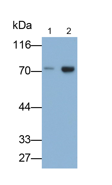 Monoclonal Antibody to Lymphatic Vessel Endothelial Hyaluronan Receptor 1 (LYVE1)