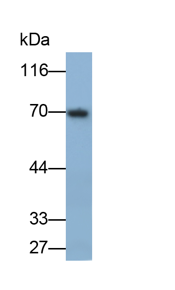 Monoclonal Antibody to Lymphatic Vessel Endothelial Hyaluronan Receptor 1 (LYVE1)