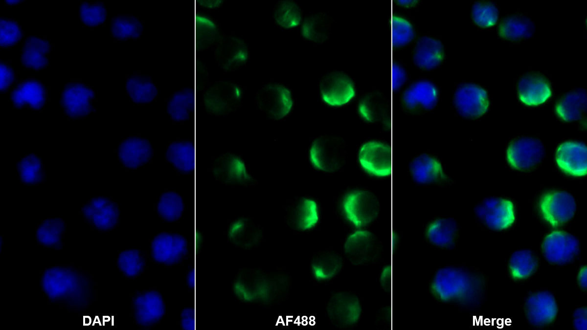 Monoclonal Antibody to Hepatitis A Virus Cellular Receptor 2 (HAVCR2)