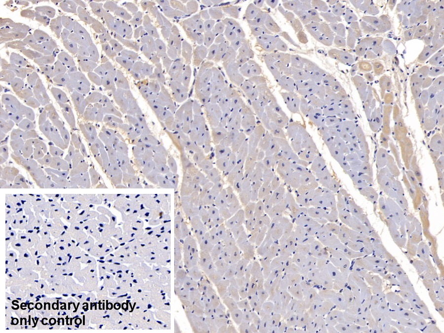 Monoclonal Antibody to Follistatin Like Protein 1 (FSTL1)