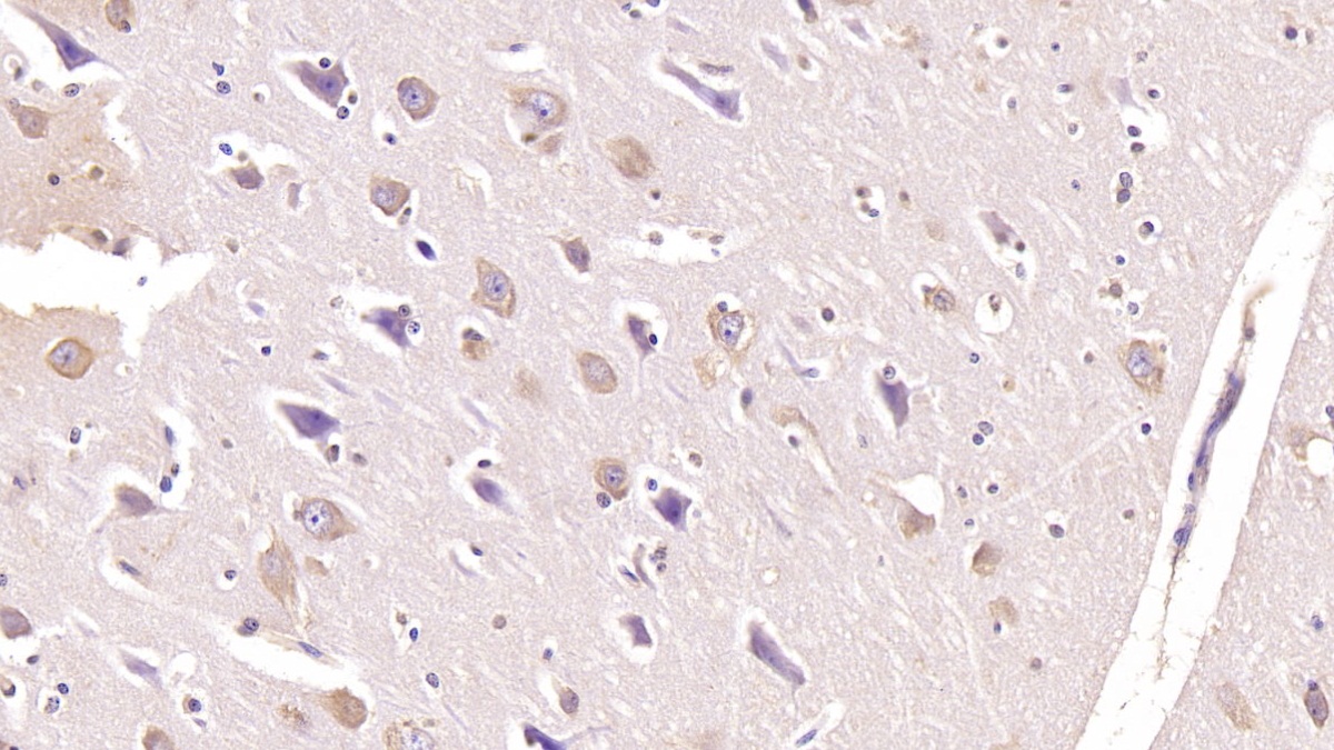 Monoclonal Antibody to Follistatin Like Protein 1 (FSTL1)