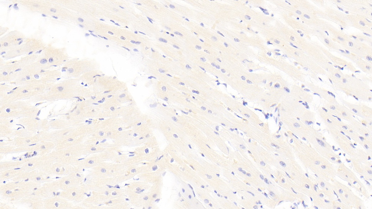 Monoclonal Antibody to Beclin 1 (BECN1)