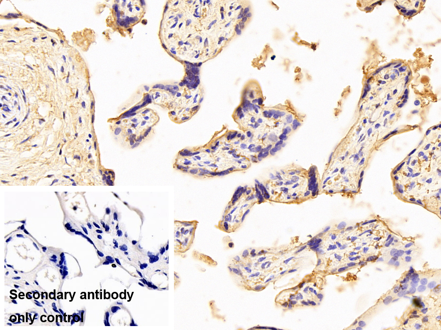Monoclonal Antibody to Alkaline Phosphatase, Placental Like Protein 2 (ALPPL2)