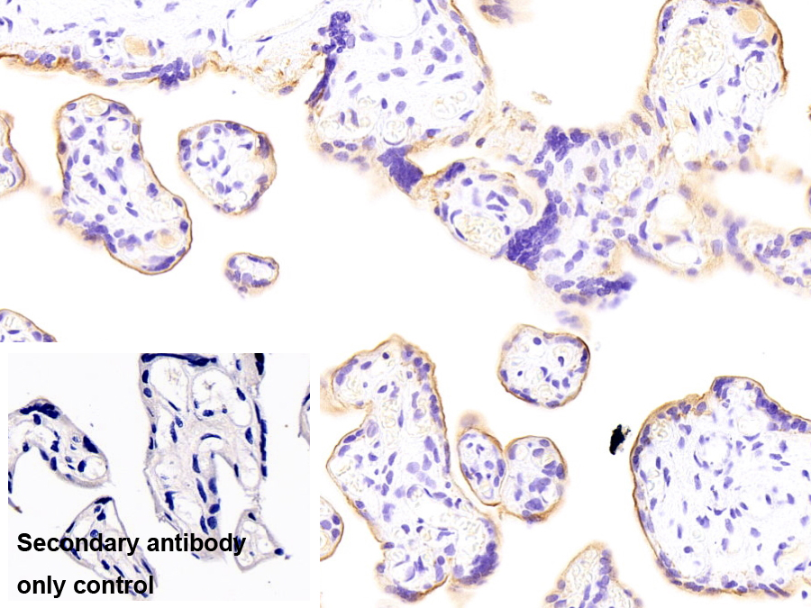 Monoclonal Antibody to Alkaline Phosphatase, Placental Like Protein 2 (ALPPL2)