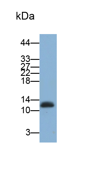 Monoclonal Antibody to Hypomagnesemia 2, Renal (HOMG2)