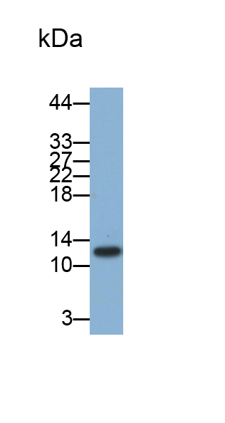 Monoclonal Antibody to Hypomagnesemia 2, Renal (HOMG2)