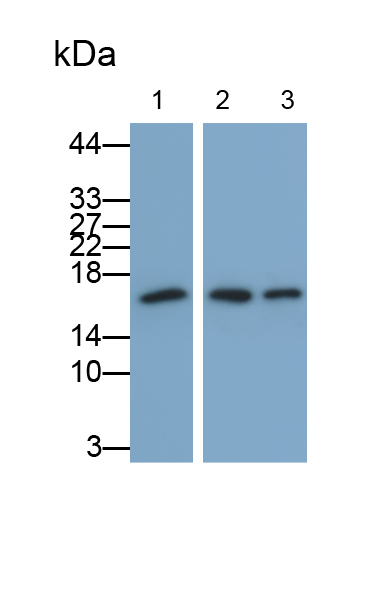 Monoclonal Antibody to Ubiquitin Cross Reactive Protein (UCRP)