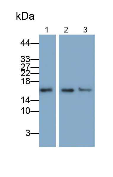 Monoclonal Antibody to Ubiquitin Cross Reactive Protein (UCRP)
