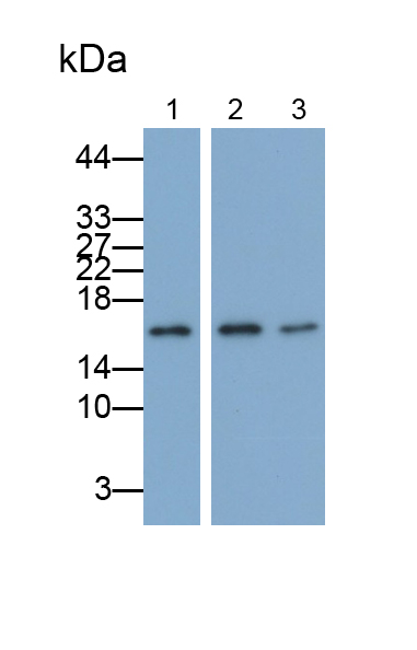 Monoclonal Antibody to Ubiquitin Cross Reactive Protein (UCRP)
