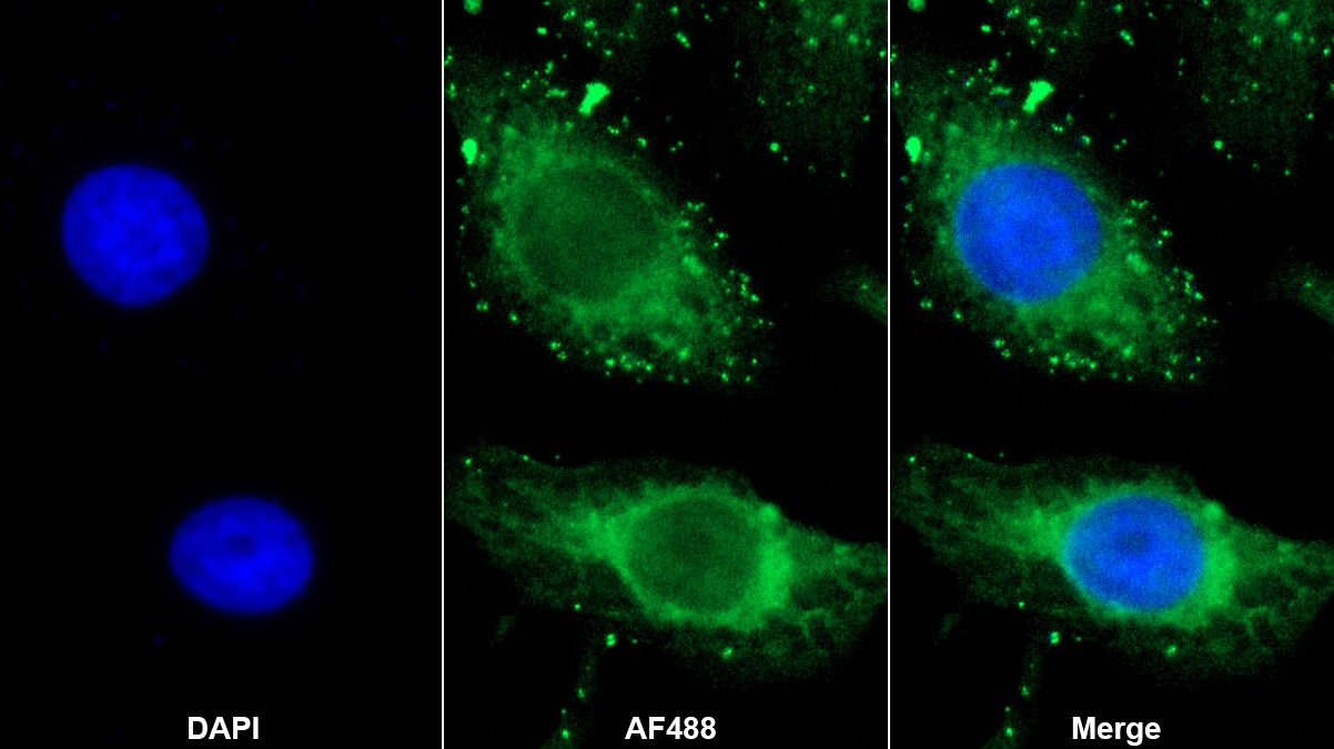 Monoclonal Antibody to Ubiquitin Cross Reactive Protein (UCRP)