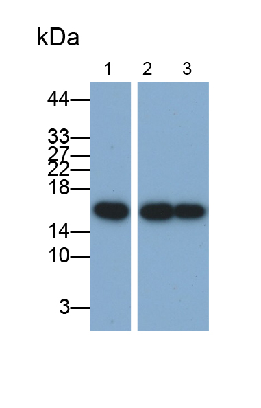 Monoclonal Antibody to Ubiquitin Cross Reactive Protein (UCRP)
