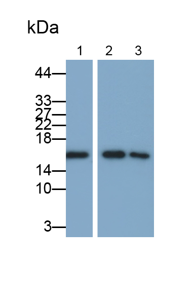 Monoclonal Antibody to Ubiquitin Cross Reactive Protein (UCRP)