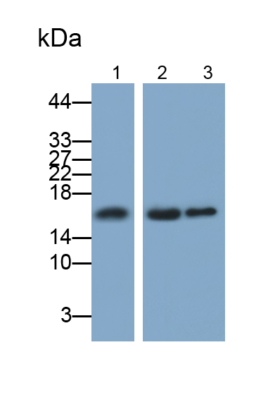Monoclonal Antibody to Ubiquitin Cross Reactive Protein (UCRP)